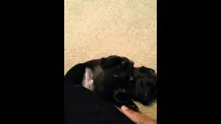 Nala knocked out!!!!! She fell asleep next to me after playing!!!!