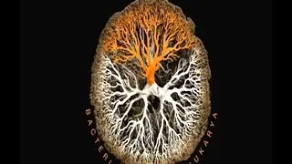 Species Bacteria Archaea Eukarya Species 33mn 460p LUCA classification of animals & plants  1