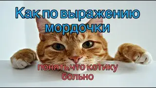 Как по выражению морды узнать, что кошке больно!
