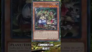 Yu-Gi-Oh! Lore: Traptrix