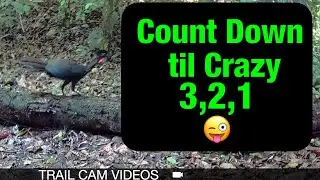 Crested Guan in Costa Rica: 3 Crazy Minutes!