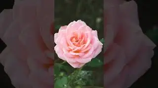 video kumpulan foto keren bunga dan alam edit inshot 