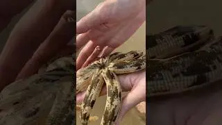 Что нельзя делать в Нячанге | Вьетнам сегодня 🇻🇳