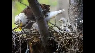 WLOS NEWS 13 - Baby Eagle Story Lake Junaluska Full Interview -Waynesville, NC- CarolinaPhotoArt.com