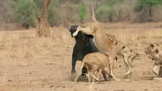Caçadores da África - Orgulho e Preconceito│A Ascenção de Kimba
