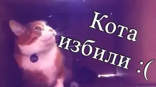 Кота избили