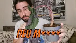 A COMPRA DE PLANTAS MAIS CONTURBADA ATÉ AGORA