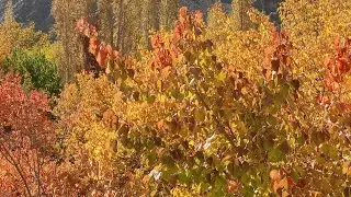 stunning views of falls 🍂🍁 in Keris Valley... #fallseason #nature #travel #vlog #autumnviews