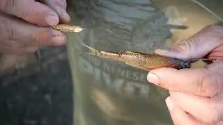 Nastražení mrtvé rybky na candáta pomocí korku