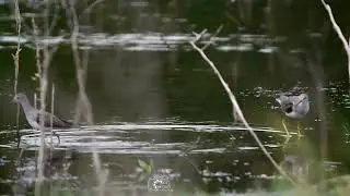 AVES EN ARROYO
