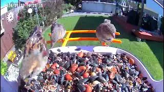 Bird Feeder camera video