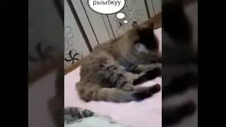 Всеми знаменитая киска