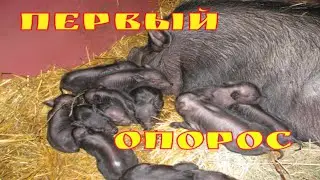 Первое пополнение у вьетнамской свиноматки