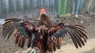Чемпион и Сувенир.Весна 2023год. Champion and Souvenir. Spring 2023.
