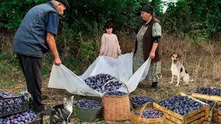 Grandma Made Prune Jam. Dried Fruit for the Winter.