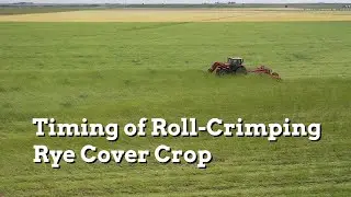 Timing of Roll Crimping Rye Cover Crop and Planting Soybeans - Practical Cover Croppers