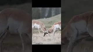 A pair of Pronghorn sparring on the sage steppe. #pronghorn #wildlife #nature #wildlifephotography