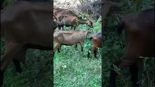 Сатана не дремлет! #деревня #nature #village #shortvideo #shorts #short