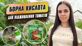 Борна кислота для підживлення томатів ДО та ПІД ЧАС цвітіння