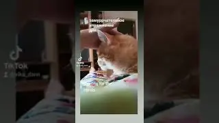 кот релакс