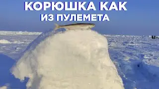 Корюшка как из пулемета