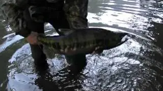 Urban Fishing Outings V - Salmon on the Fly