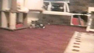 FUNNY  cat attack# 4.star jumping ,very funny.