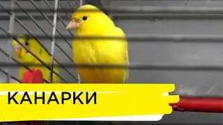Канарки