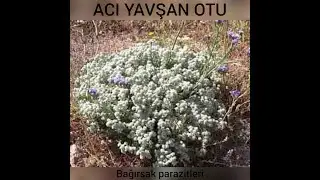 Bitter Buckwheat Herb against intestinal parasites...