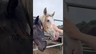 Спасаем красавицу Латте в Южной Корее💔