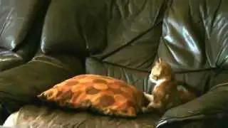 Playing on couch