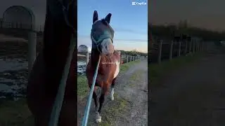 Put a “🫶🏼” in the comments if you love horses! #equestrian #horse #horseriding #fypシ #viral