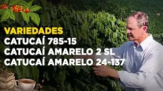 SAIBA TUDO SOBRE AS VARIEDADES DE CAFÉ CATUCAÍ - Prof. César Abel Krohling