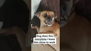 Dog does this everytime I leave him alone for work