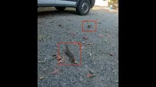 Rodent Roundup