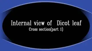 Internal structure of Dicot leaf TS