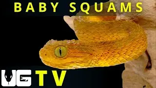 New Born Baby Bush Viper (What Color Will They Be!?)
