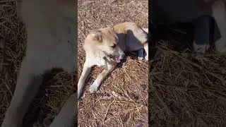 "Я на солнышке лежу!!!"