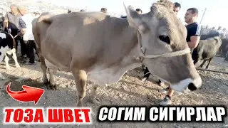 Кашкадарё Чирокчи мол бозори Согим-сигир 🐄 нархлари | Chiroqchi mol bozori narxlari