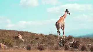African Giraffe Tanzania