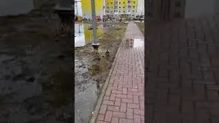 Утки в Зеленограде.
