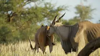 Male common eland antelope exhibiting courtship behavior and licking a female eland during mating