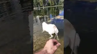 Алабай Булат купается наслаждается