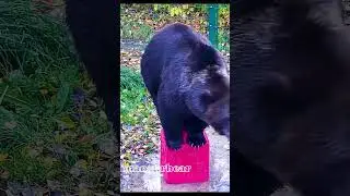 Мальчик на кубе🐻🟥/Bear Mansur