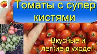 Tomatoes The best productive varieties of tomatoes with huge bunches and wonderful taste. I recom...