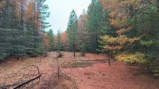 Осенний лес. ч.10. Октябрь 2024