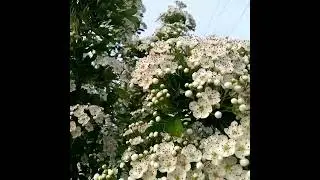 Боярышник цветет #кубань #домуморя  #краснодарскийкрай