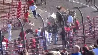2014 The Great Bull Run Houston - C