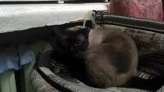 Учёные выяснили -где зимуют котики?