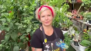 Літо, спека, догляд за рослинами, та всілякі роботи